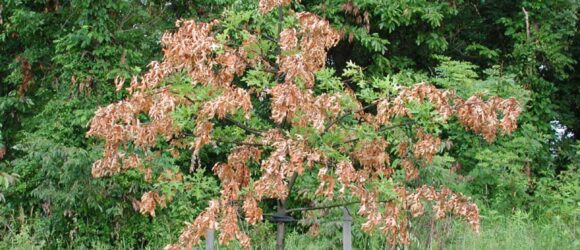 young tree with cicada damage