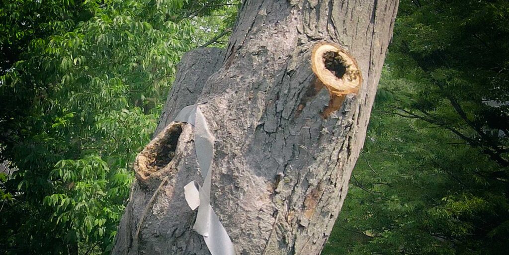 Bee colony nestled in a tree hollow in Bloomington, IN