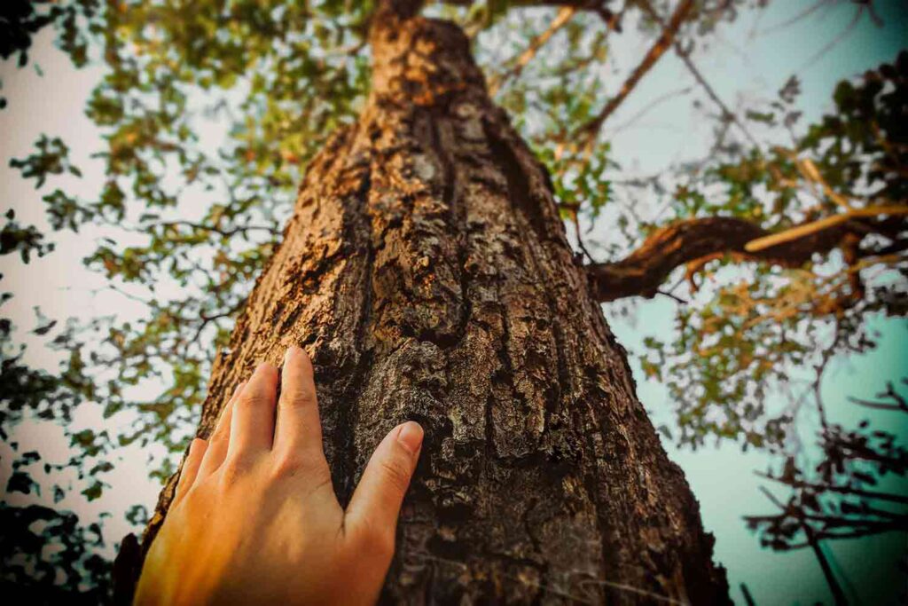 hand touching bark of tree looking up into the canopy