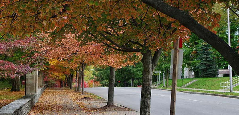 Autumn Tree Lined on a Street in Bloomington, in