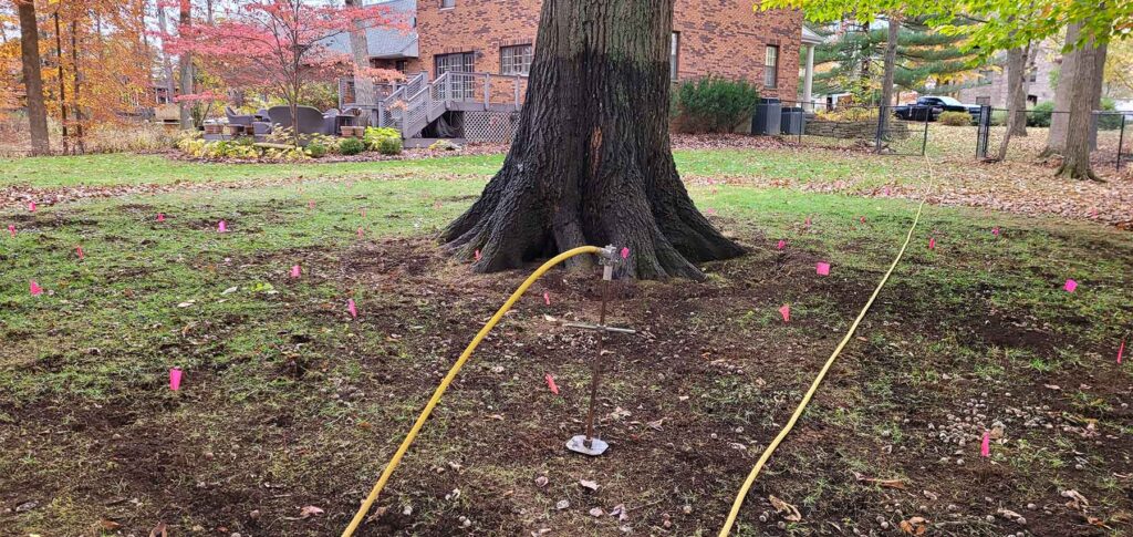 Oak Tree being treated to ensure its health in Bloomington, IN