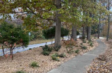 Wood Chips Donated St James Woods Neighborhood-1