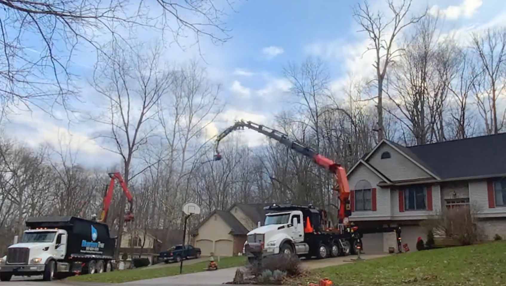 time-lapse-of-tree-removal-using-two-cranes-bluestone-tree