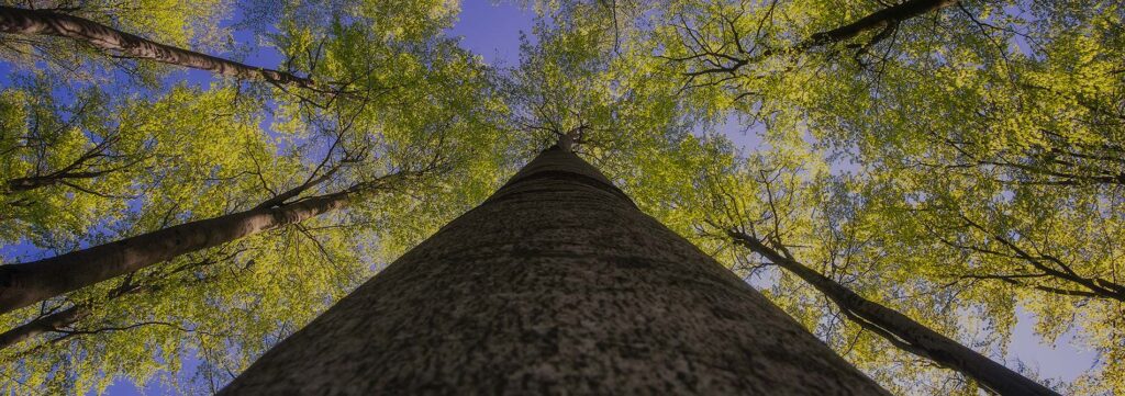 view of tree canopy from ground