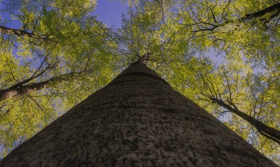 view of tree canopy from ground