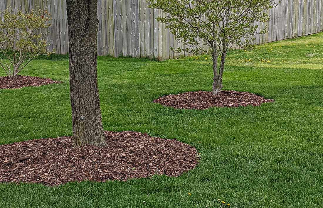 mulched trees in yard tree care tip