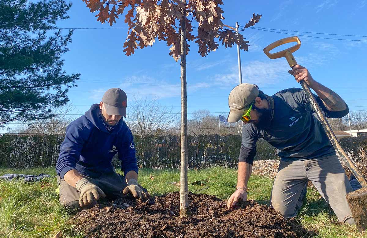 tree care tips planting a young tree