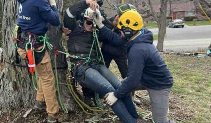 Team member conducting a tree health assessment in Bloomington, IN