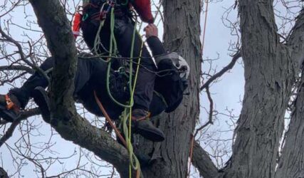 Tree worker in safety gear scaling a tree"s in Bloomington, IN