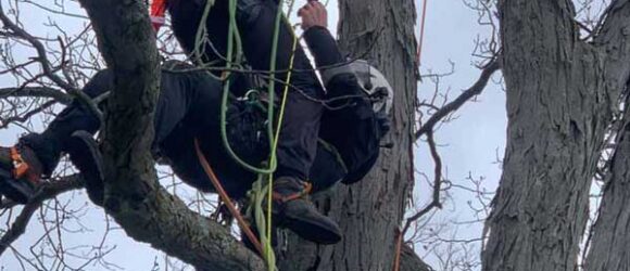 Tree worker in safety gear scaling a tree"s in Bloomington, IN