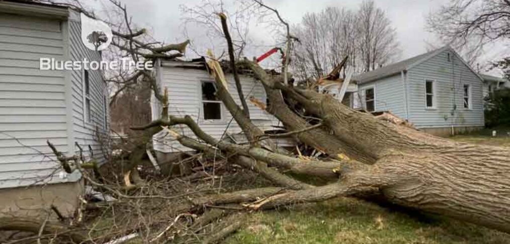 tree failure video thumbnail
