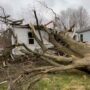 Tree Risk Assessment Demonstration Tree Fall On House [video]