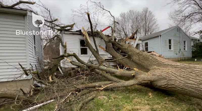 tree failure video thumbnail