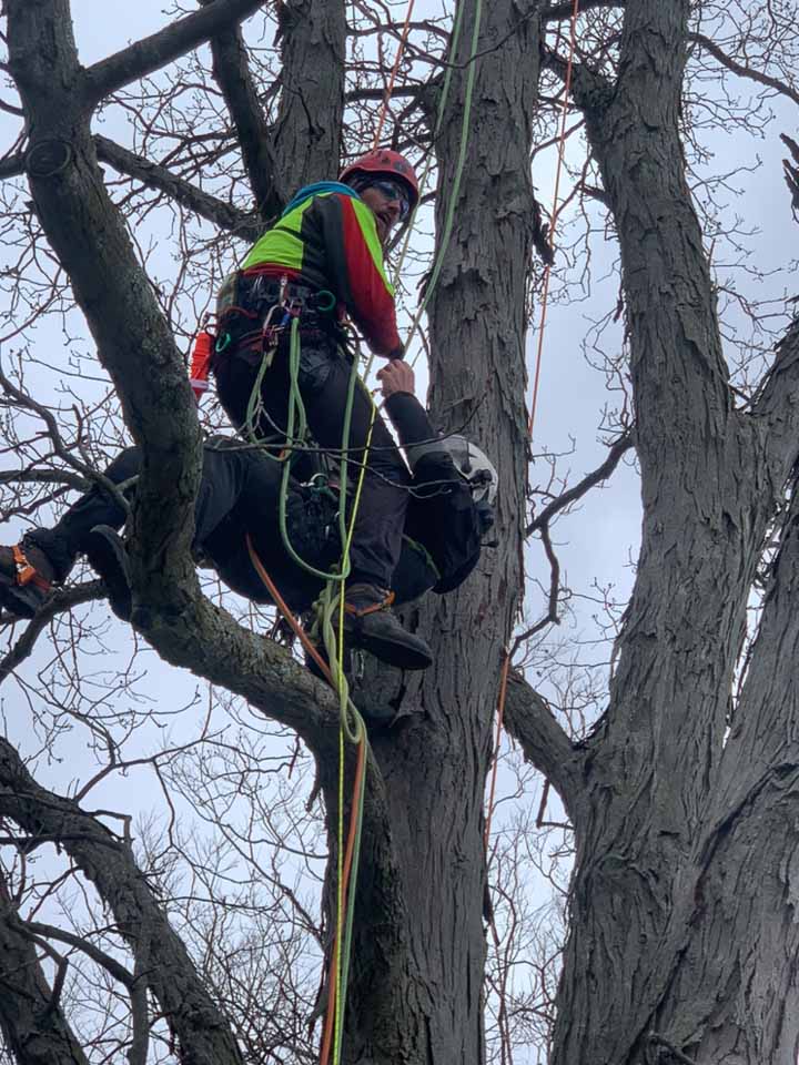 tree profesional safety aerial rescue training (4 of 14)