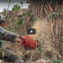 Sights & Sounds of a Modern Tree Removal Job [video]