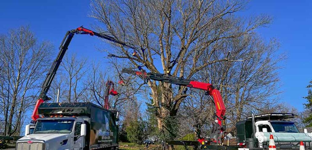 tree removal by cranes