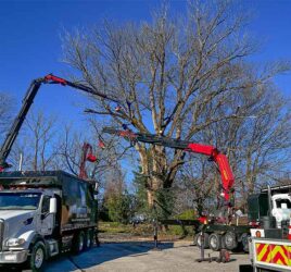 tree removal by cranes