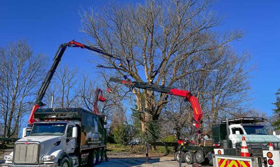 tree removal by cranes