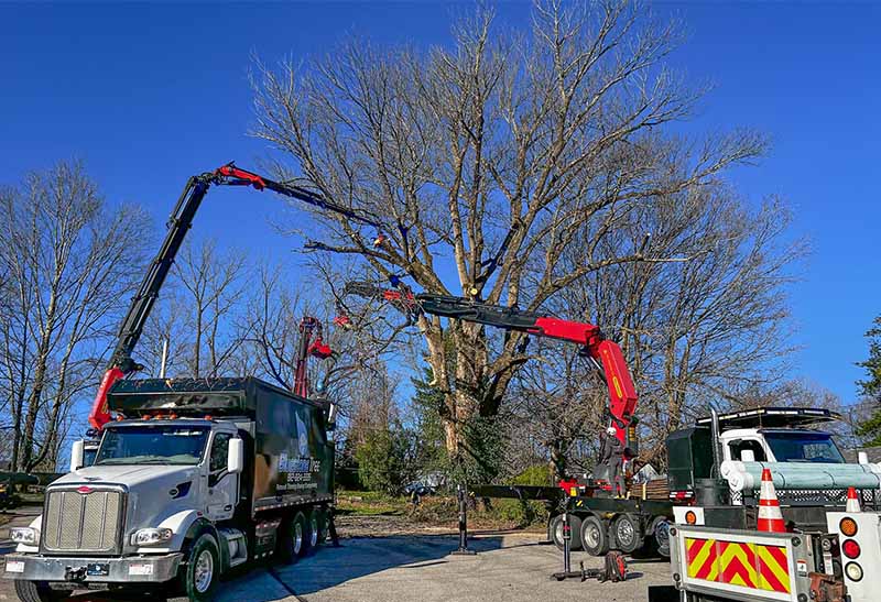 Tree removal process using cranes in Bloomington, IN