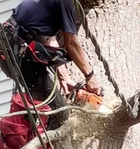 Tree Removal With Communication Lines Up Against The Trunk [VIDEO SHORT]