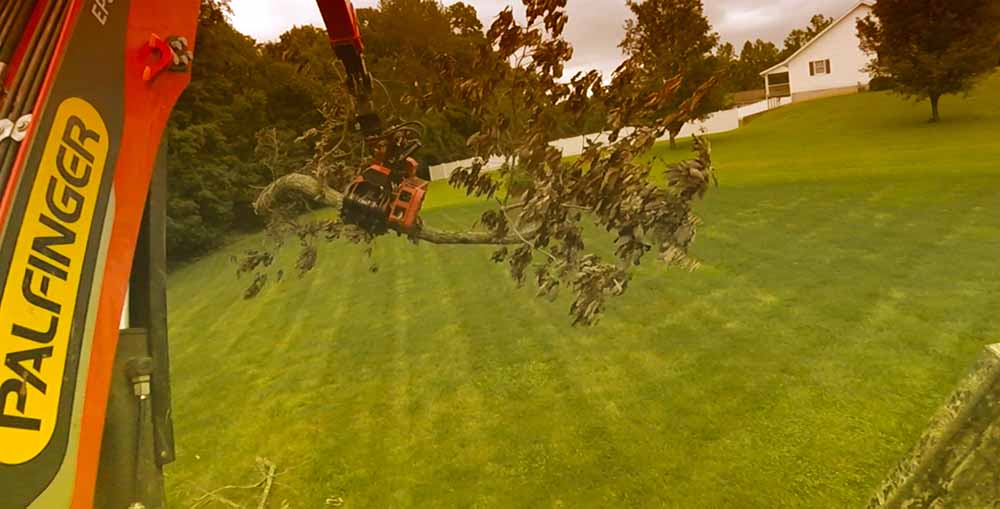 tree removal log mek holding a branch