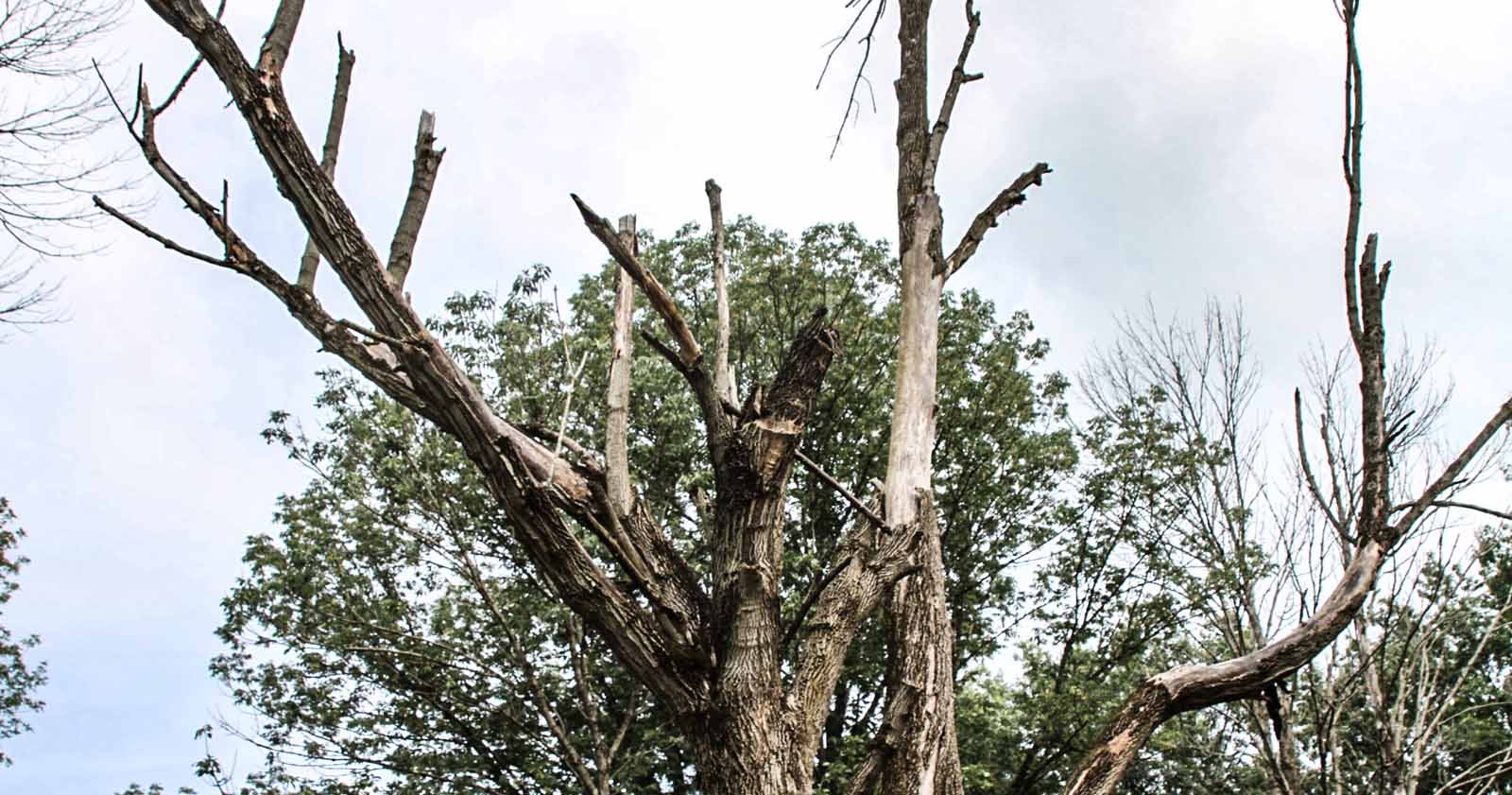 Failure Hazard of Standing Dead Ash Trees Bluestone Tree