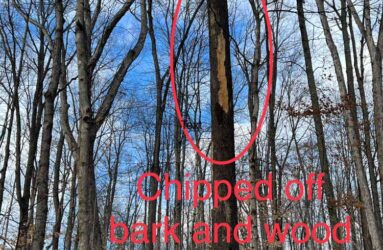 dead ash tree indicators