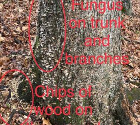 dead ash tree indicators