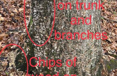 dead ash tree indicators