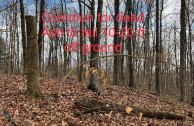 dead ash tree indicators