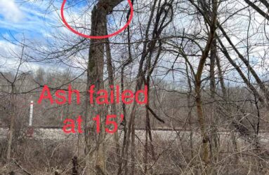 dead ash tree indicators