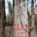 dead ash tree indicators