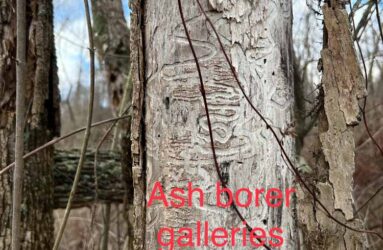 dead ash tree indicators