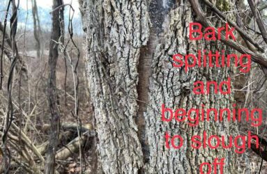 dead ash tree indicators