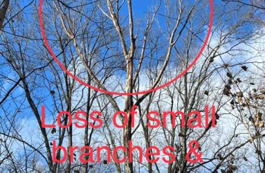 dead ash tree indicators