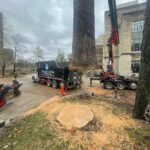 oak tree removal, crane lifting tree trunk section