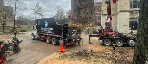 oak tree removal, crane lifting tree trunk section