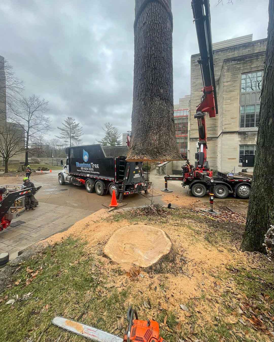 oak tree removal 4