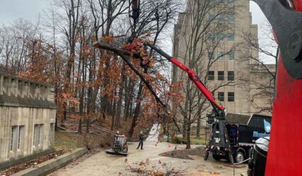 oak tree removal, large tree limb held by crane