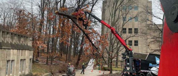 oak tree removal, large tree limb held by crane