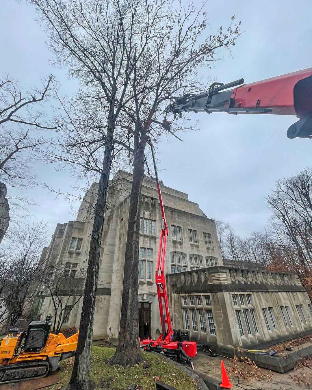 oak tree removal 6