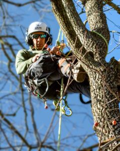 arborist using ropes to climb a tree