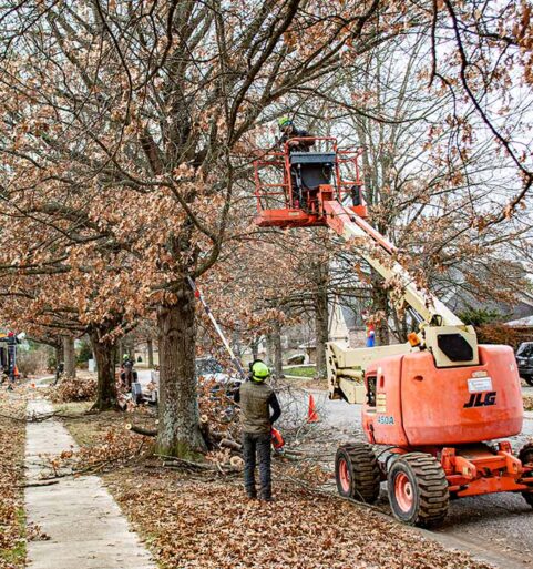 Large Tree Trimming Project: Lifting 40 Tree Canopies Down a Tree Lined Street