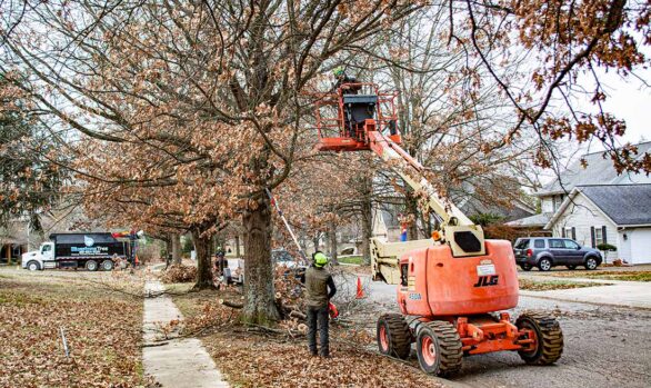 Large Tree Trimming Project: Lifting 40 Tree Canopies Down a Tree Lined Street [VIDEO]