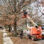 Large Tree Trimming Project: Lifting 40 Tree Canopies Down a Tree Lined Street