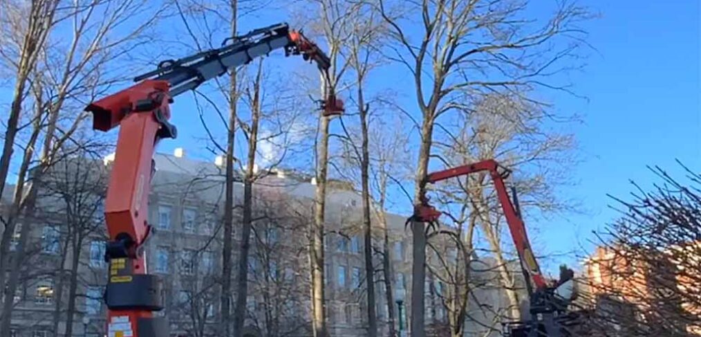 two cranes removing trees