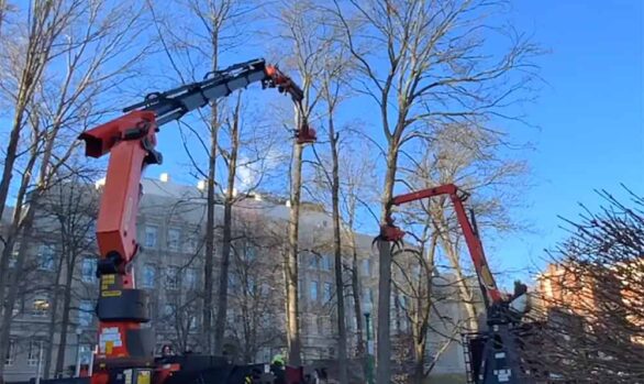 Timelapse of Two Cranes Removing Two Trees [VIDEO SHORT]