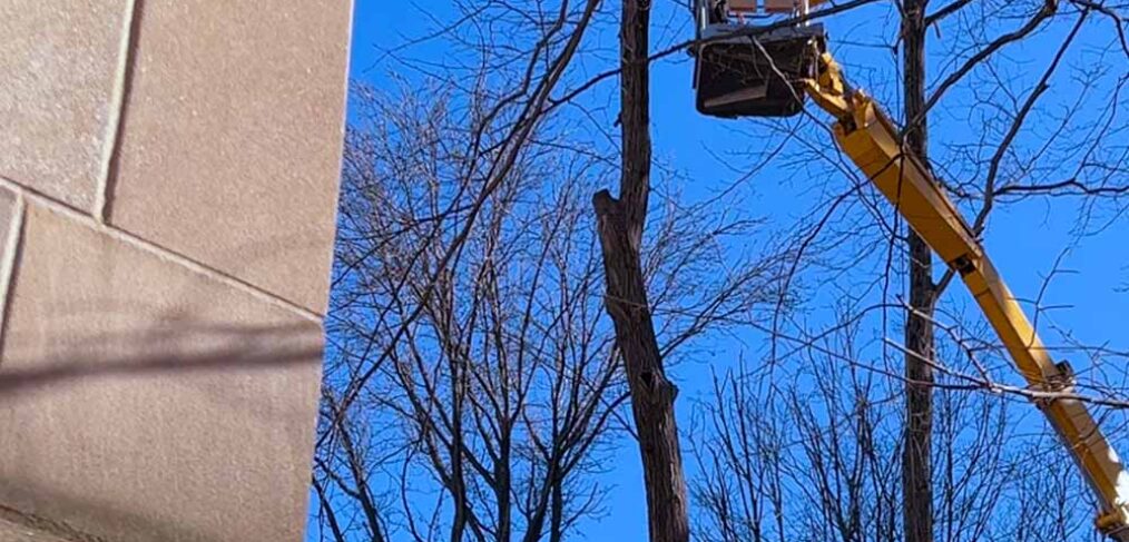 arborist cutting tree limb near building