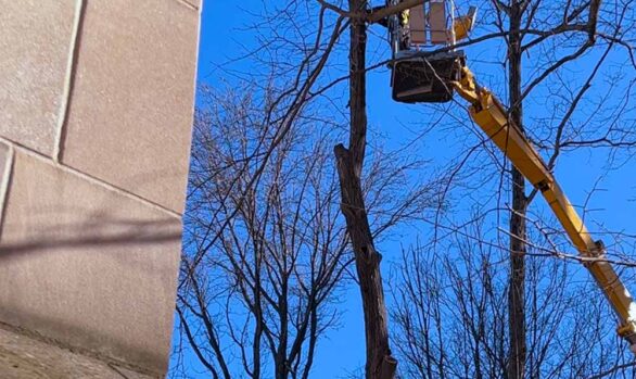 Delicate Tree Removal on Indiana University Campus [VIDEO]