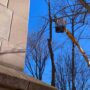 Delicate Tree Removal on Indiana University Campus [VIDEO]